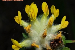 anthyllis-vulneraria