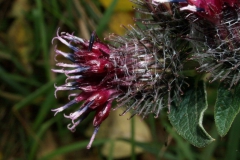 arctium-tomentosum