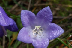 campanula-persicifolia-2