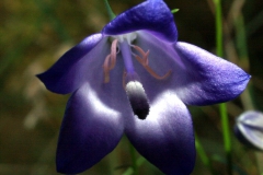 campanula-persicifolia