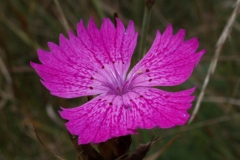 dianthus-danubialis