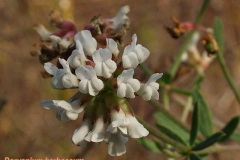 dorycnium-germanicum