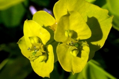 euphorbia-virgata