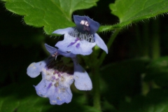 glechoma-hirsuta