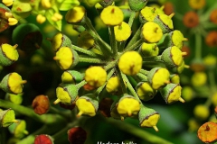 hedera-helix