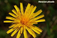 hieracium-pilosella