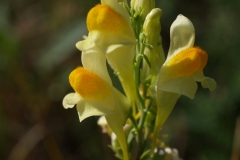linaria-vulgaris
