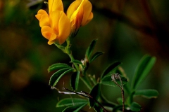 medicago-falcata