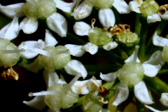 pimpinella-major