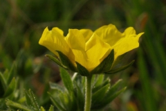 potentilla-recta