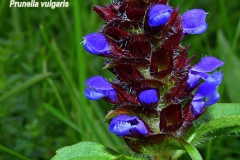 prunella-vulgaris