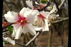 prunus-avium