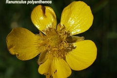 ranunculus-polyanthemos