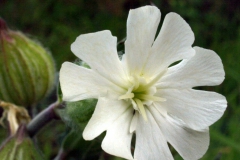 silene-alba
