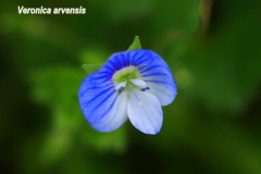 veronica-chamaedrys