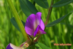 vicia-lathyroides