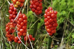 1-arum-maculatum
