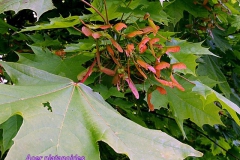 acer-platanoides