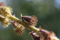 agrimonia-eupatoria