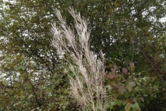 arabis-auriculata