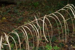 arabis-turrita-1