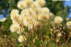 aster-lanceolatus