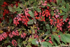 berberis-vulgaris