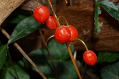 convallaria-majalis-t2