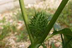 datura-stramonium
