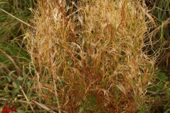 epilobium-hirsutum