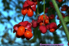 euonymus-europaeus-2