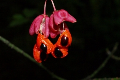 euonymus-verrucosus