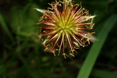 geum-urbanum