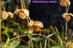 helianthemum-ovatum-2