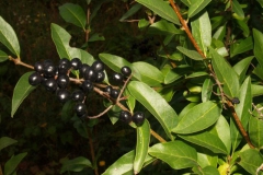 ligustrum-vulgare