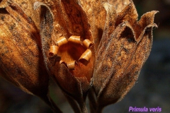 primula-veris-1