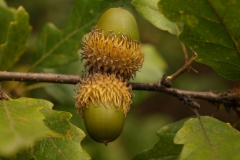 quercus-cerris