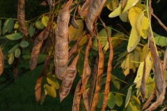 robinia-pseudo-acacia-1