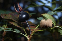 rosa-spinosissima-2
