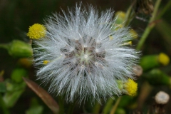 senecio-vulgaris-2