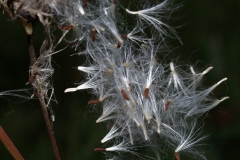 senecio-vulgaris-3