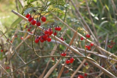 solanum-dulcamara