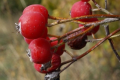 sorbus-aria-1