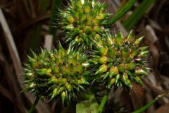 sparganium-erectum-1