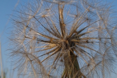 tragopogon-orientalis-2