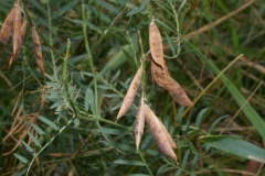 vicia-lutea
